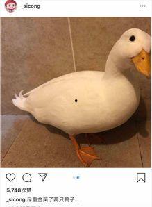 爆料鸭子吃药会死吗视频  第2张